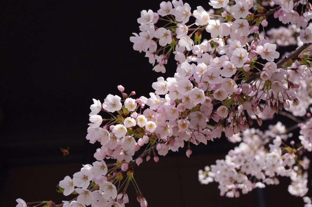 best time to visit japan