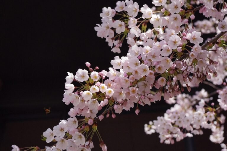 best time to visit japan