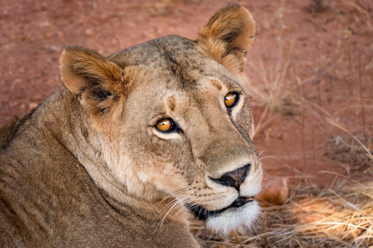 best time to visit south africa