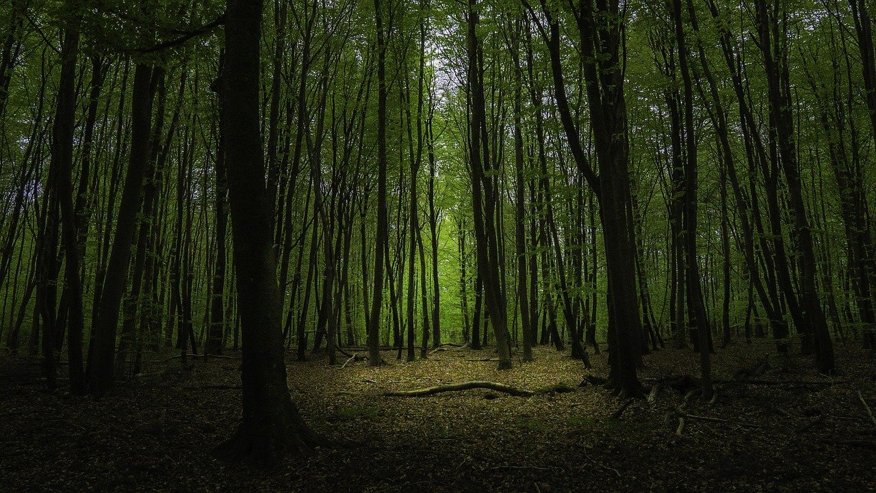 Fontainebleau ch teau forest