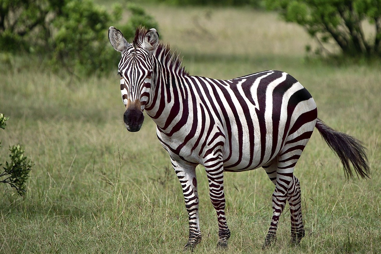kenya visa 2