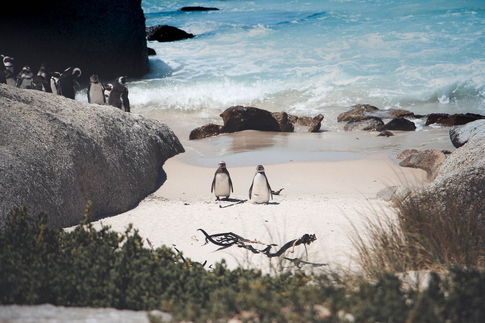 things to do in cape town south africa 2