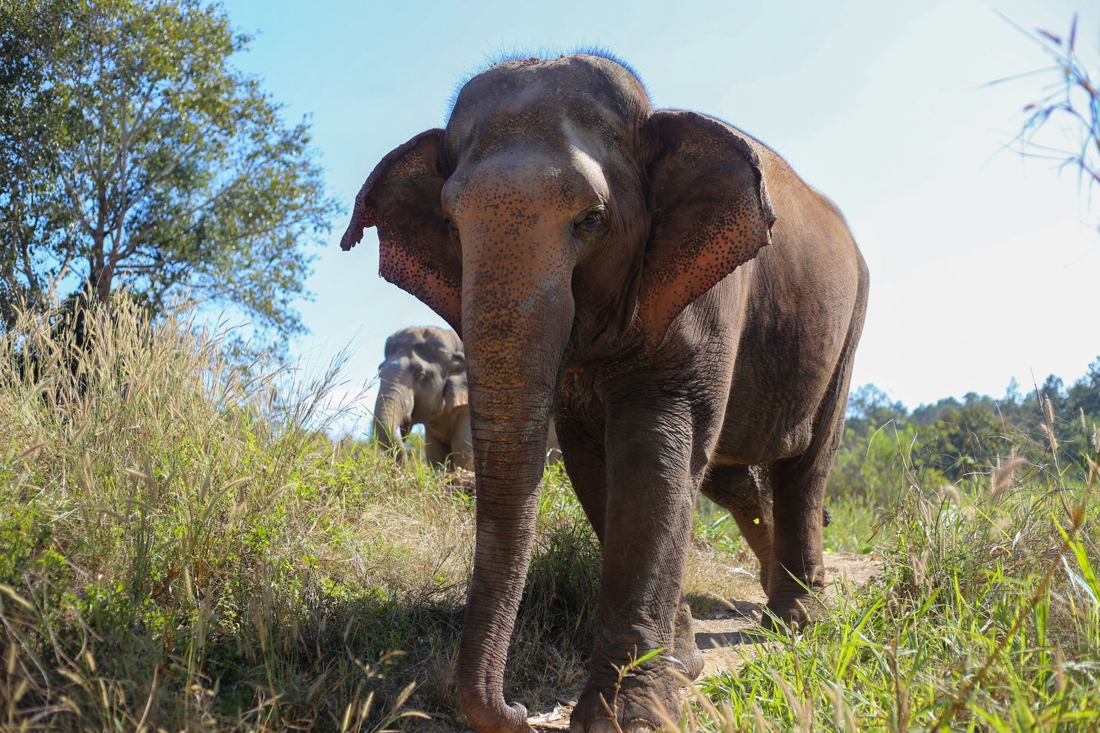 Ethical elephant sanctuary