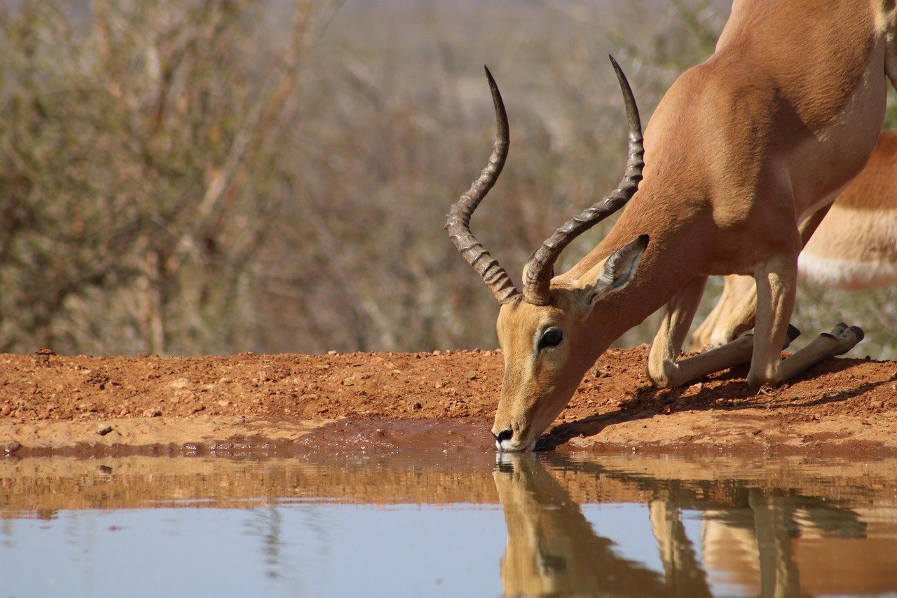 Wildlife safari south africa