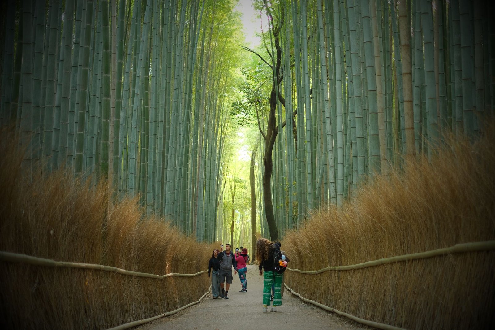 Arashiyama bamboo grove river
